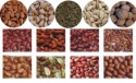 new harvest avocados beans - product's photo