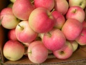 golden delicious,granny smith,fuji apples  - product's photo