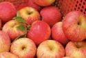 royal gala apple  - product's photo
