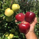apple - product's photo
