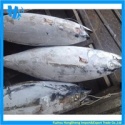 frozen sarda sarda bonito factory - product's photo