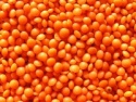 high quality whole and split lentils/red lentils/green lentils - product's photo
