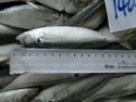 frozen horse mackerel - product's photo