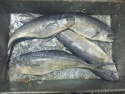 fresh frozen dorado fish fillet - product's photo