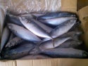 frozen pacific mackerel - product's photo